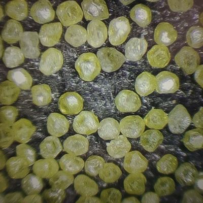 Poudre de diamant synthétique pour la personnalisation des tampons de polissage et politique de retour de 30 jours